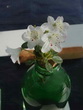 R. intricatum
